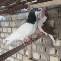 کبوتر پلاس