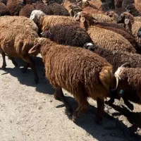 کارگر دامداری