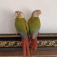 جفت گرینچیک