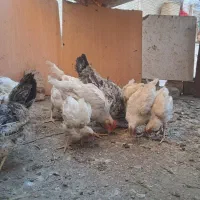 جوجه ماشینی مرغ خروس|حیوانات مزرعه|محمدشهر, جعفرآباد|دیوار