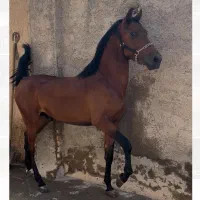 اسب . نریان و مادیان|اسب و تجهیزات اسب‌سواری|جوادآباد, |دیوار