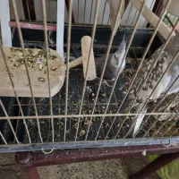 عروس هلندی مولد