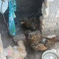 مرغ سلطان کاکلی