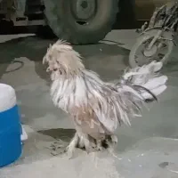 خروس سلطان