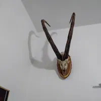 شاخ دکوری کلکسیونی|مجسمه، تندیس، ماکت|تهران, افسریه شمالی|دیوار