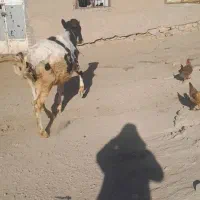 گوساله هلشتاین|حیوانات مزرعه|صحنه, |دیوار