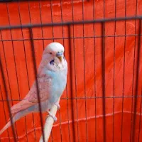 مرغ عشق انگلیسی