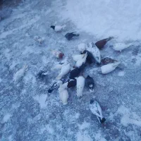 کبوتر|پرنده|ایجرود, |دیوار