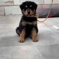 سگ روتوایلر