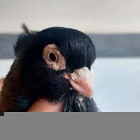 جفت صرب ویژه سرو کله دار