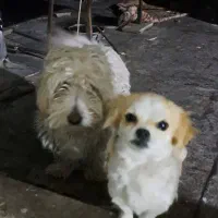 ۲عدد سگ معاوضه|سگ|اصفهان, بهارستان|دیوار