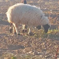 میش عراقی شکم اول و دوم|حیوانات مزرعه|بهمن صغاد, |دیوار