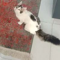 واگزاری گربه