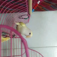 کوتوله برزیلی