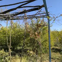 فروش باغ ۵۰۰ متری در حومه شهری خوسف زیرقیمت