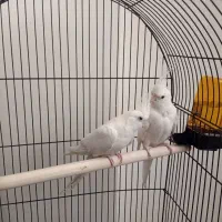 عروس هلندی آلبینو