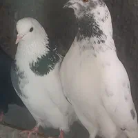 کبوتر پرشی نرو و ماده