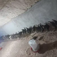 بوقلمو‌جوجه