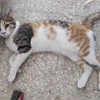 گربه