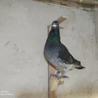 سوسکی المانی و اقون فری