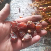 خرما حاجی آباد