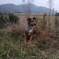 واگذاری گیریت دین نر کم نظیر