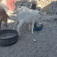 فروشی|حیوانات مزرعه|سیب و سوران, |دیوار