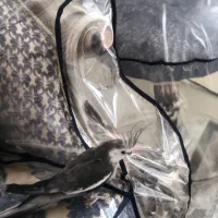 عروس هلندی وایت فیس