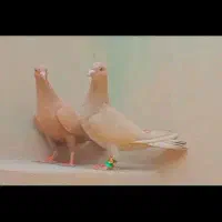 جفت زرد کرمانی غول|پرنده|تربت‌حیدریه, باغ ملی|دیوار