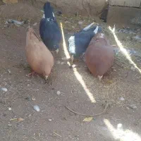 جفت گلی دم سفیدمادش زردبا ماده پلنگ حق|پرنده|رفسنجان, |دیوار