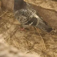 سبز پولکی|پرنده|سبزوار, شرق کال جنوبی (شمس آبادی)|دیوار