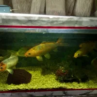 اکواریوم ماهی|ماهی|فولادشهر, A3|دیوار