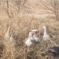 غاز و قوغاز