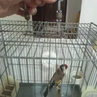 سهره