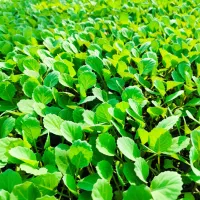 فروش نشا کلم پیچ تاکی