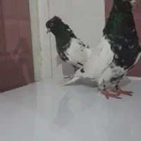 کبوتر|پرنده|شوش, |دیوار