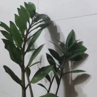 گیاه آپارتمانی زامیفولیا