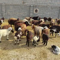 میش بره افشاری