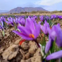 گل زعفران