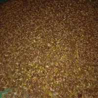 بلوط تحویل شیراز و حومه