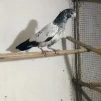 کبوتر جوجه تیدی