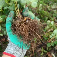 بوته توت فرنگی