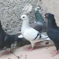 کبوتر فروشی فقط باهم