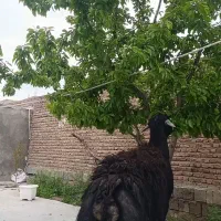 قوچ گوش بادمی دوساله هیکل درشت زمانتی از هرگونه