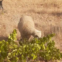 بره  زنده کشتار    در مکان شما