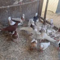 کبوتر|پرنده|اندیمشک, |دیوار