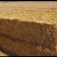 فروش کاه کلش گندم