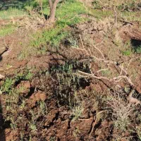 هرس باغ انگور