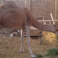 فروش یک نفر شتر ماده