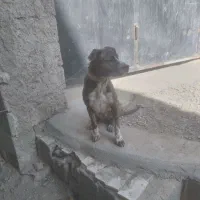 ماده سگ دورگ|سگ|کرج, کمال‌شهر|دیوار